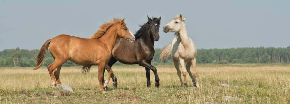 FAUNNY ECZEMA DE CABALLOS 3