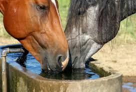 Agua para caballos