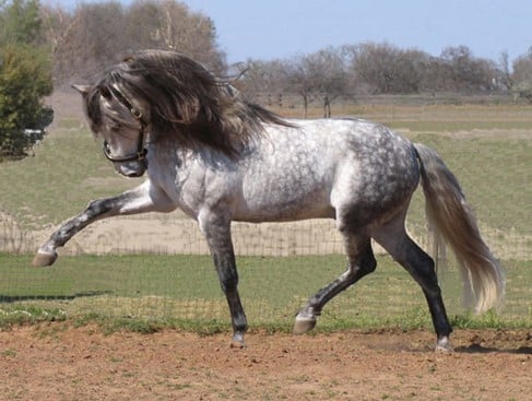 Caballo Andaluz