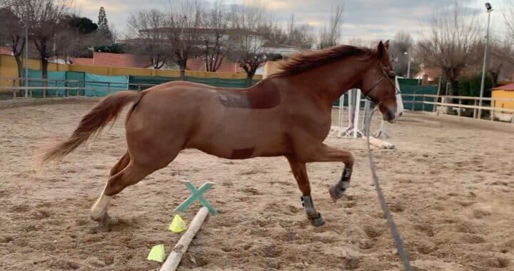 Rutina de ejercicio ideal para caballos-Faunny