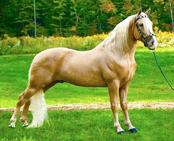 Tennesse Walking Horse