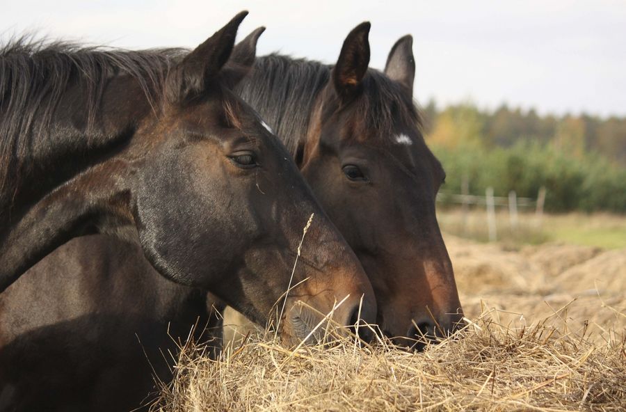 Faunny Nutricion Equina parte 2