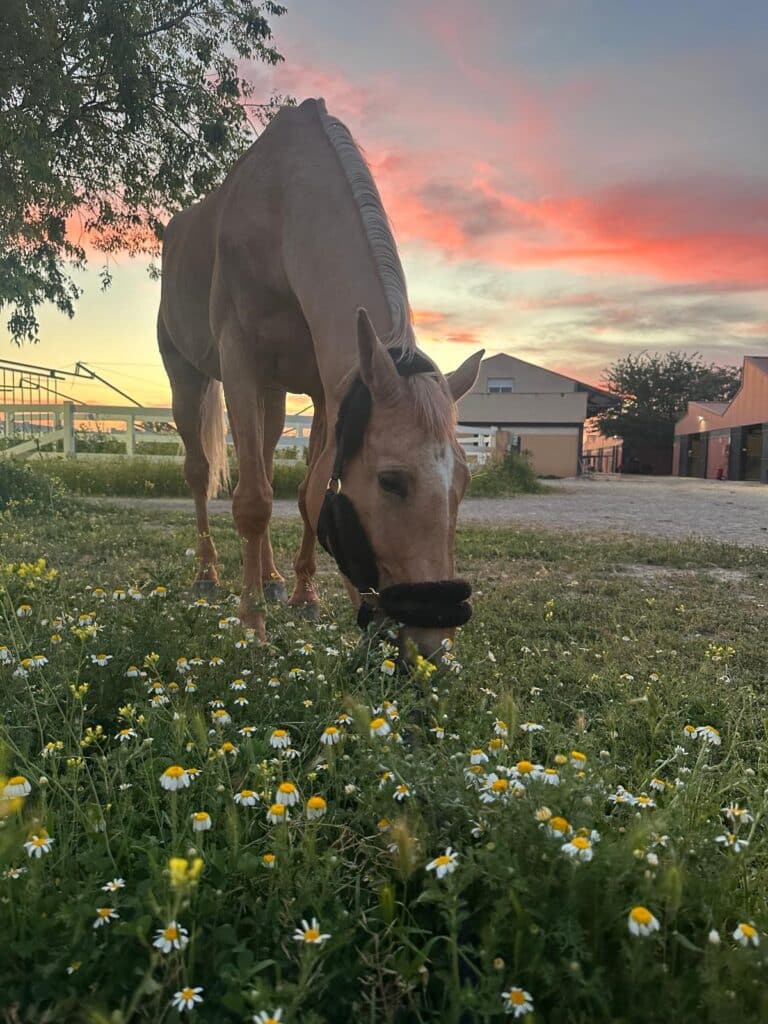 Caballos comiendo heno